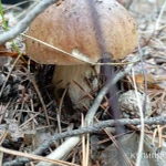 Фото №5 Грибочки свежие на заказ