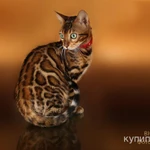 Фото №7 Бенгальские котята