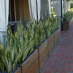 Фото №4 Озеленение офисов и помещений. Фитодизайн