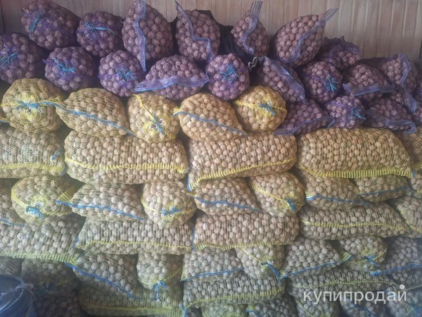 Фото Продается грецкий орех