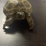 Фото №3 Продам Черепаху