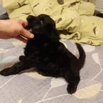 Фото №7 Щенки