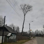 Фото №7 Спил деревьев.Спилить дерево.Расчистка участка