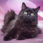 Роскошная пушистая кошка Ночка в добрые руки