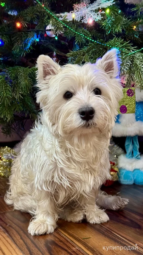 Фото Вязка.Вест Хайленд.Бесплатно. Для здоровья.