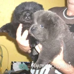 Фото №3 Щенки чау-чау