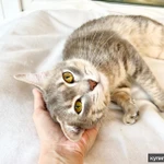 Сноу молодой котик ищет дом, в добрые руки