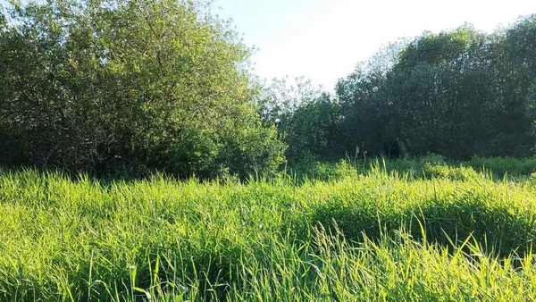 Фото Участок 5.96 сотки Покровская Гатчина — 1 800 000 руб. — газ и свет по границе