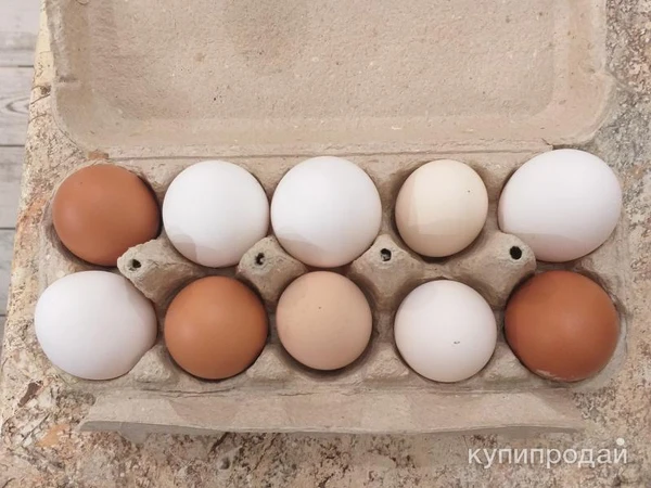 Фото Яйца домашние