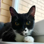 Фото №4 Кошка Брусничка в добрые руки