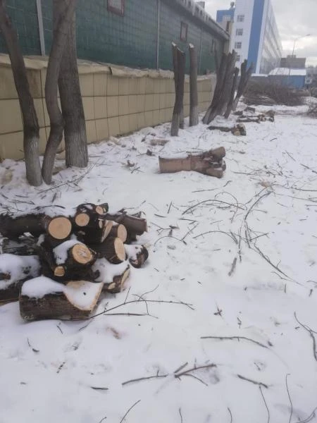 Фото Спил деревьев