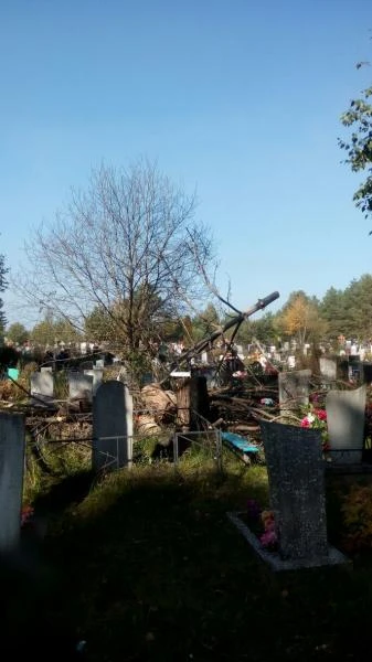 Фото спилить дерево на кладбище Брянск