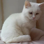 Фото №4 Кошечка-булочка ищет семью