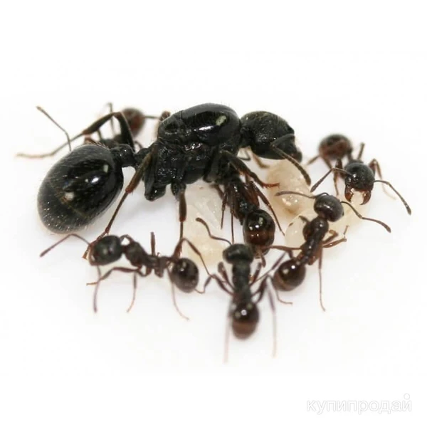 Фото Муравьи жнецы и другие