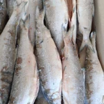 Фото №2 Сиг 250+гр