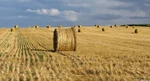 фото Реализуем сено в рулонах разнотравье.