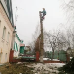 Фото №3 Спил деревьев