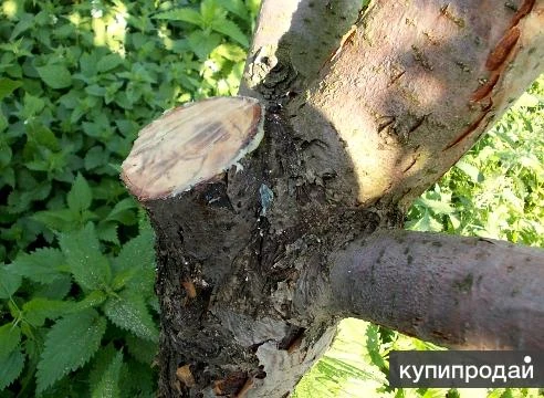 Фото Спил, опиловка, утилизация деревьев под ключ.