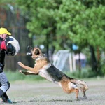 Послушка и воспитание собак