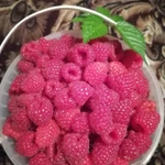 Фото №2 Малина - ягода