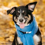 Фото №2 Том в поиске дома