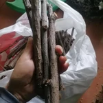 Фото №3 Веточки фруктовые. Цена за штуку.