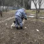 Фото №3 бытовой курс дрессировки