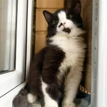 Фото №11 Пушистый котёнок Нафаня в добрые руки