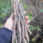 Фото №4 Палочки чёрной бузины.