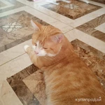 Фото №3 кот "Маркиз", 3 года