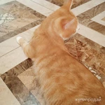 Фото №2 кот "Маркиз", 3 года