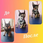 Фото №5 Груминг услуги