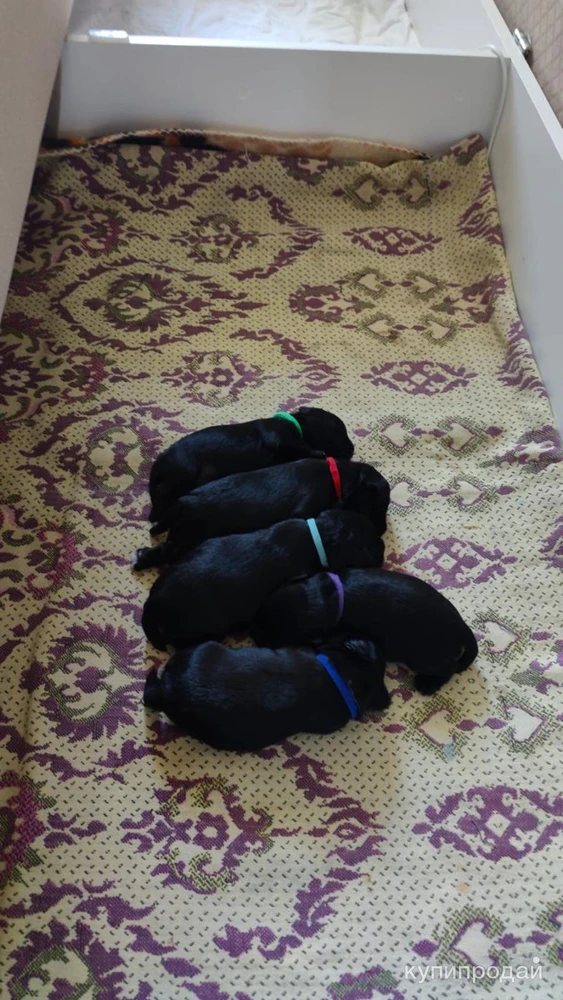 Фото Щенки цвергшнауцера