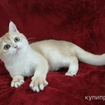 фото Шотландские котята