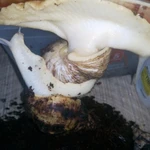 Фото №2 продаются