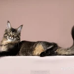 Фото №2 Мейн-кун котята - успевай забрать своего