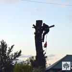 Фото №3 Вырубка деревьев,  спилим, обрежем