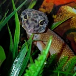 Фото №3 Эублефары