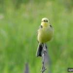 Фото №2 Передержка