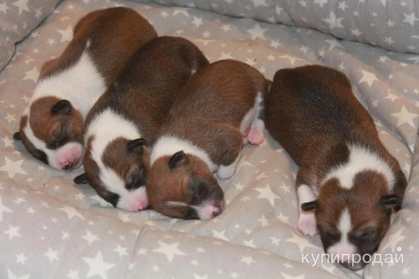 Фото Продаются высокопордные щенки породы Басенджи от титулованных родителей