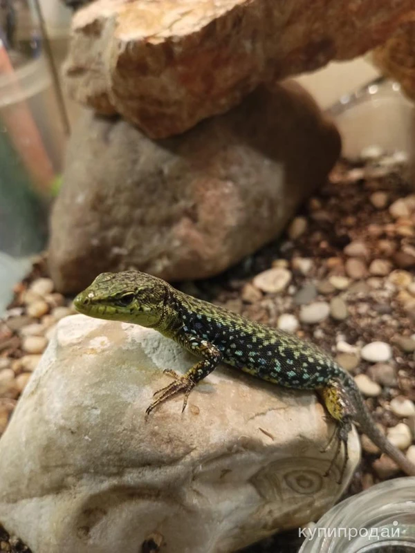 Фото Скальная ящерица