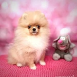 Фото №3 Померанский шпиц девочка.