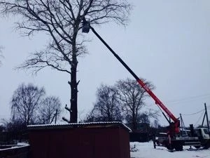 Фото Спил деревьев