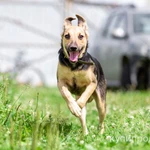 Фото №4 Милашка Глория, ласковая игривая домашняя собачка в добрые руки