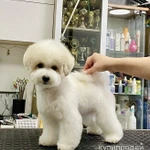 Фото №8 Щенки Бишон Фризе.