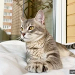 Сноу молодой котик ищет дом, в добрые руки