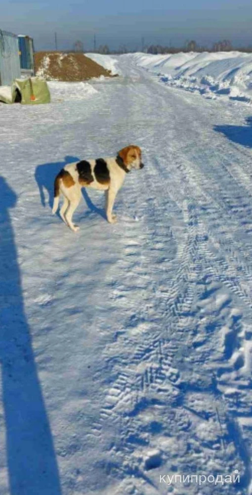 Фото Гончая