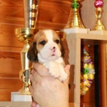 Фото №5 щенки бигля ркф