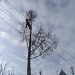 Фото №2 Спил деревьев, спилить дерево без автовышки