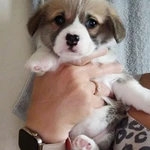 Фото №4 Щенки вельш корги пемброк